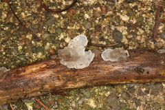 Exidia thuretiana