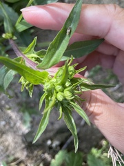 Solidago leiocarpa