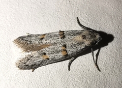 Symmocoides oxybiella