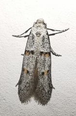 Symmocoides oxybiella