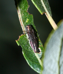 Agrilus quadriguttatus niveiventris