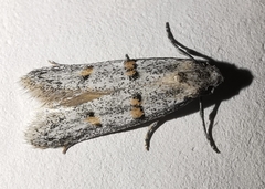 Symmocoides oxybiella