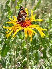 Euphydryas anicia capella