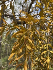 Phoradendron leucarpum angustifolium