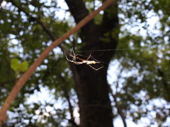 Trichonephila clavipes image