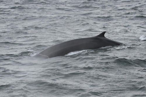 Fin Whale