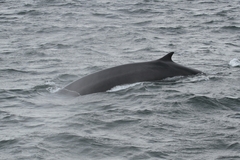 Fin Whale photo 4