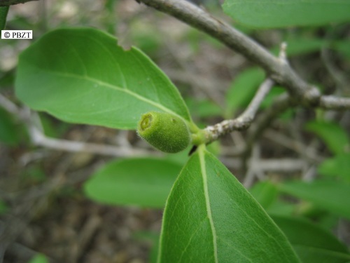 Coffea humbertii image