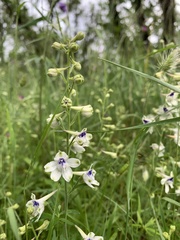 Delphinium leucophaeum