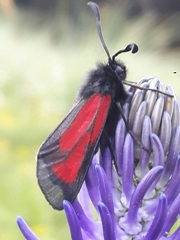 Zygaena purpuralis