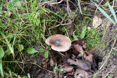 Inocybe corydalina