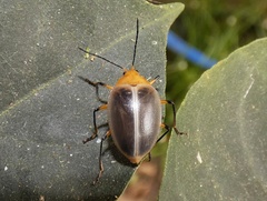 Ellipticus duponcheli