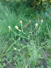 Centaurea stoebe