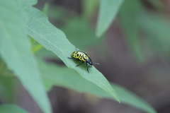 Calligrapha mexicana