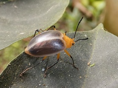 Ellipticus duponcheli