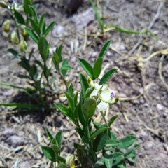 Polygala appressipilis
