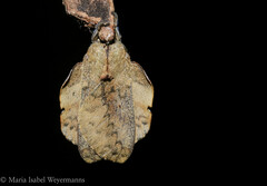 Travassosula subfumata