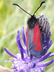 Zygaena purpuralis
