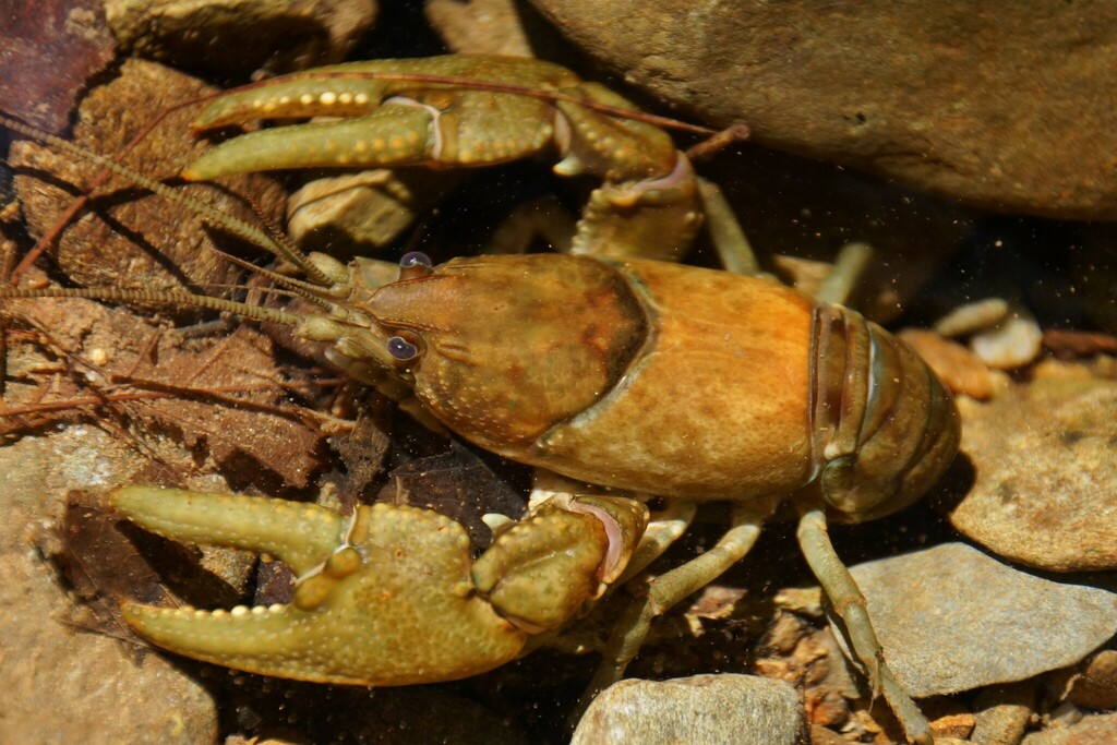 Grandfather Mountain Crayfish