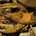 Grandfather Mountain Crayfish - Photo (c) Max Ramey, some rights reserved (CC BY-NC), uploaded by Max Ramey