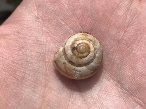 Diablo Mountainsnail