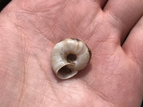 Diablo Mountainsnail