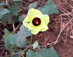 Pavonia cancellata