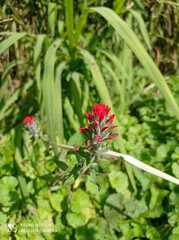 Castilleja fissifolia