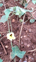 Pavonia cancellata