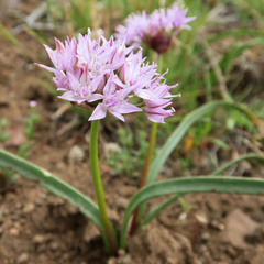 Allium lemmonii