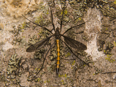 Nephrotoma altissima