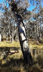 Eucalyptus blakelyi