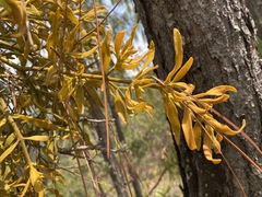 Phoradendron leucarpum angustifolium