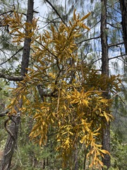 Phoradendron leucarpum angustifolium