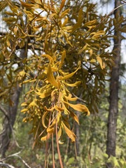 Phoradendron leucarpum angustifolium