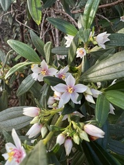 Trembleya parviflora