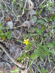 Ranunculus glaberrimus