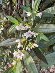 Trembleya parviflora