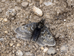 Metaxmeste nubicola
