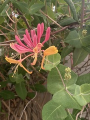 Lonicera heckrottii