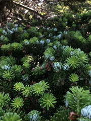 Abies koreana