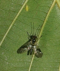 Atrichops crassipes