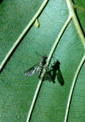 Atrichops crassipes