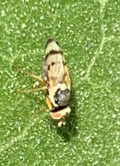 Urophora affinis