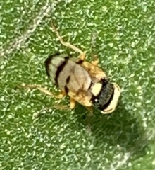 Urophora affinis