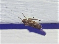 Allygidius atomarius