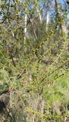 Acacia acinacea