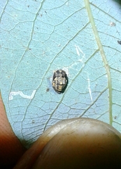 Adalia decempunctata