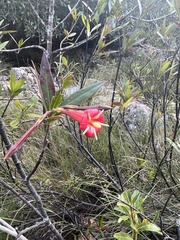 Augusta longifolia