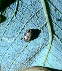 Adalia decempunctata